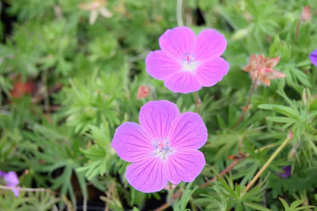 Geranium sanguineum ---